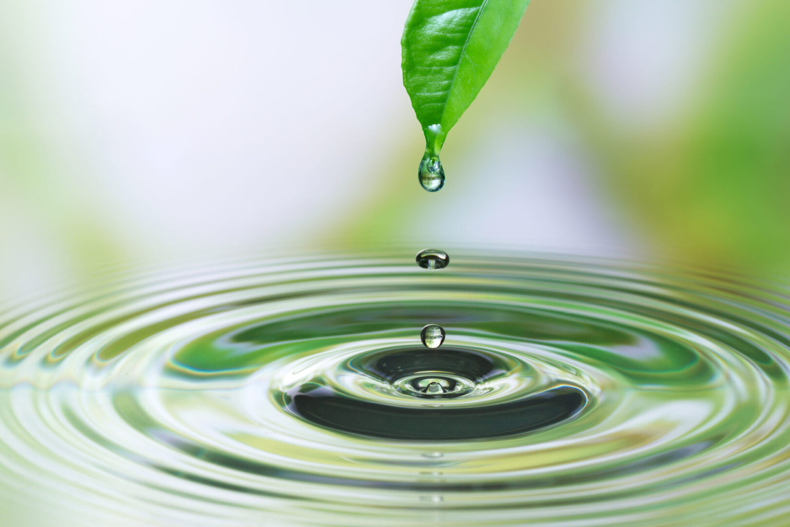 A water droplet falls from a green leaf, creating ripples in the water below.