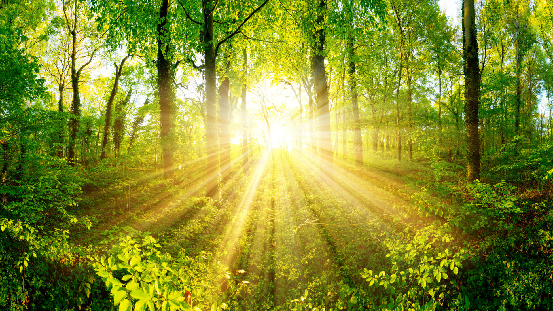 Sunlight streaming through a lush green forest.