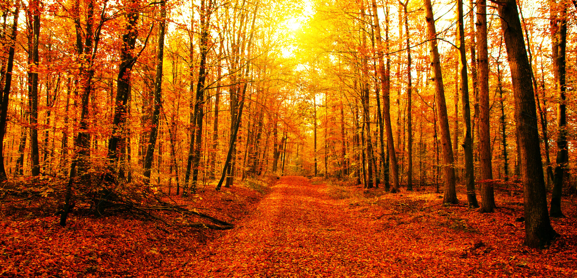 Sunlit autumn forest path covered with golden leaves.